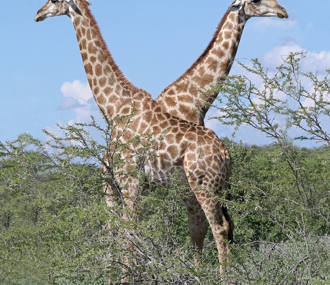 Southern Giraffe reference