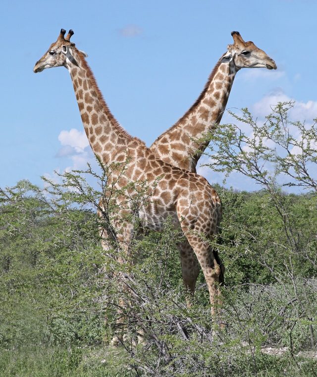 Southern Giraffe reference