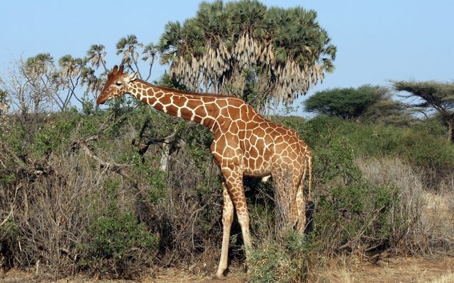 Reticulated Giraffe reference