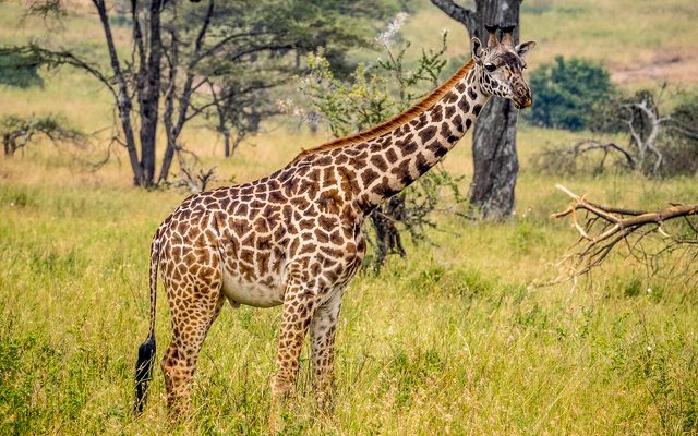 Masai Giraffe reference