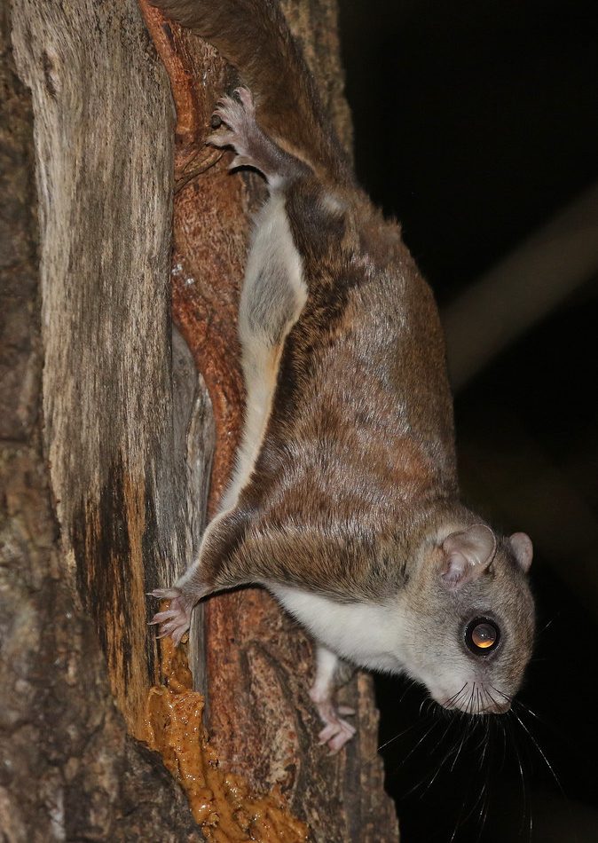 Southern Flying Squirrel reference