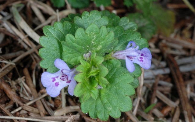 Ground Ivy reference