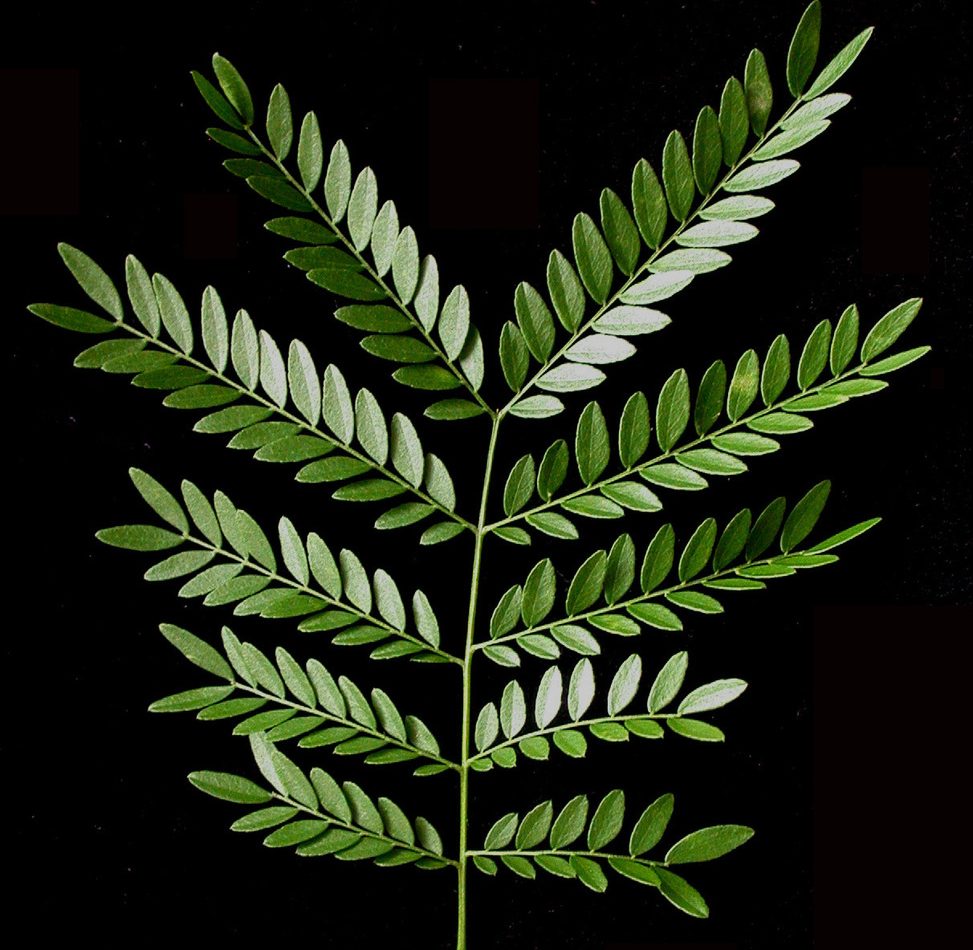 honey locust reference