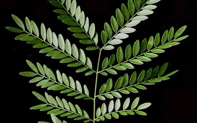 Honey Locust reference