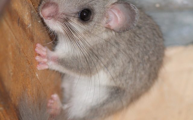 Edible Dormouse reference
