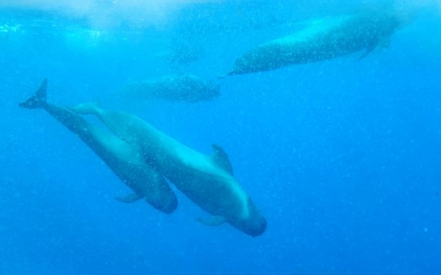 Short-finned Pilot Whale reference