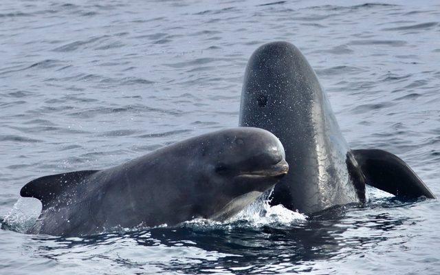 Long-finned Pilot Whale reference