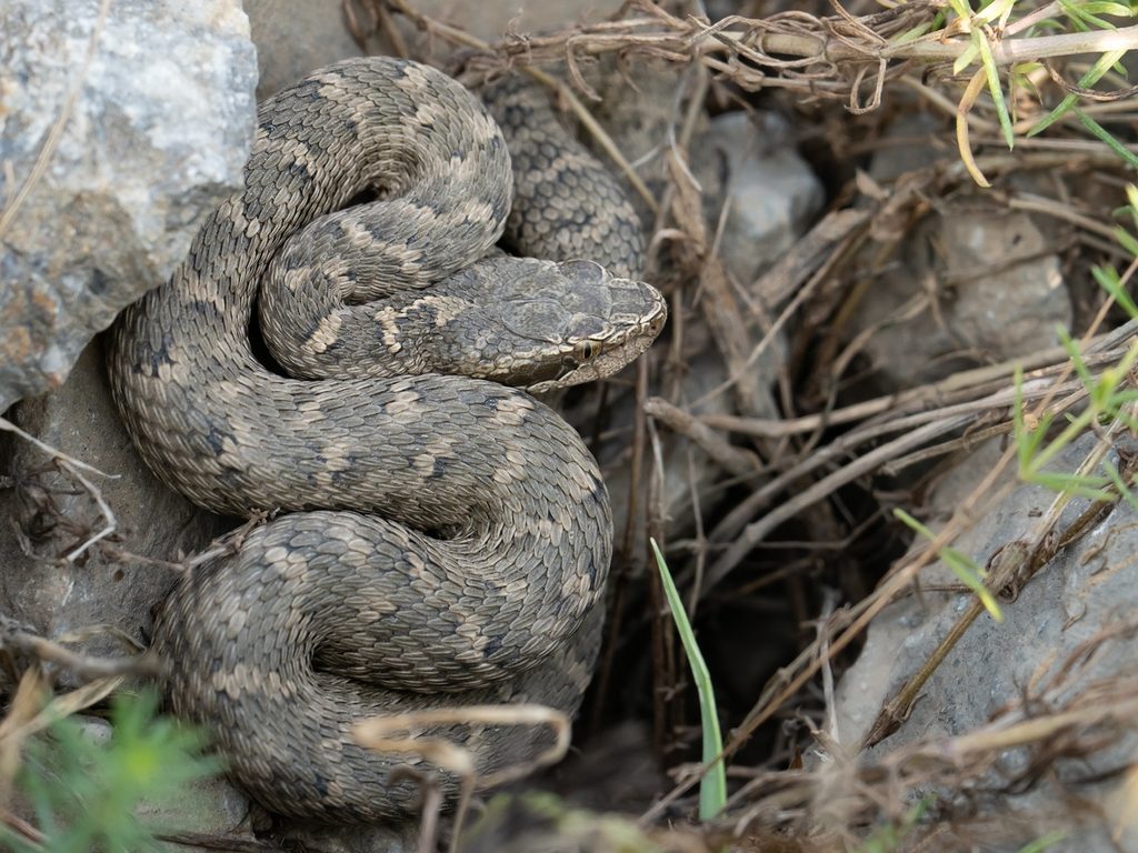 Caucasian pitviper reference