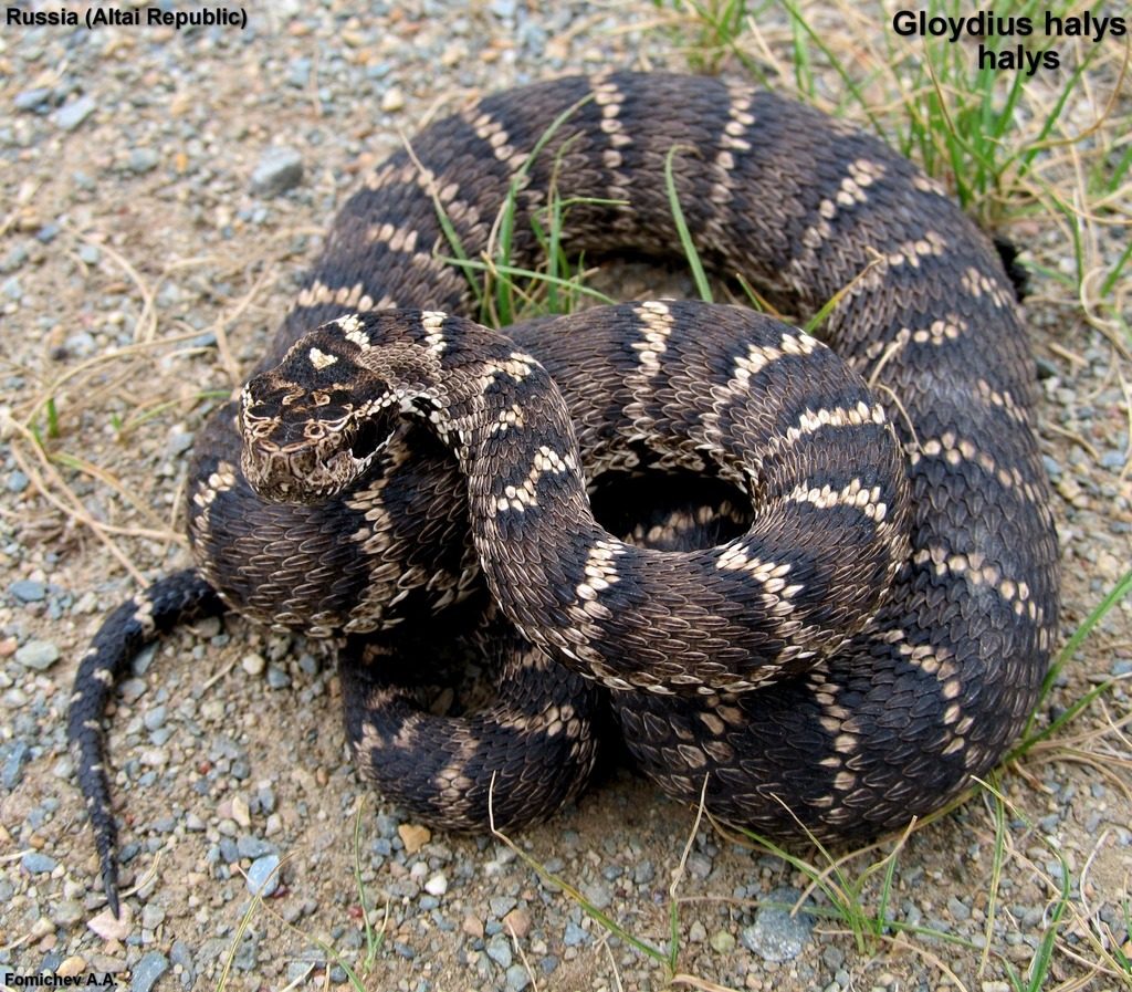 Central Asian Pit Viper reference