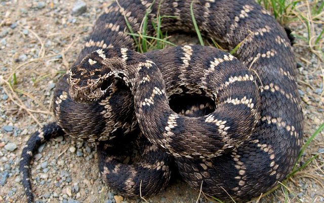 Halys Pitviper reference
