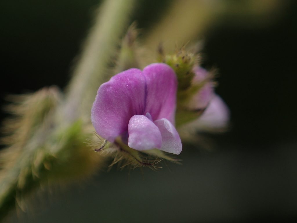 Soybean reference