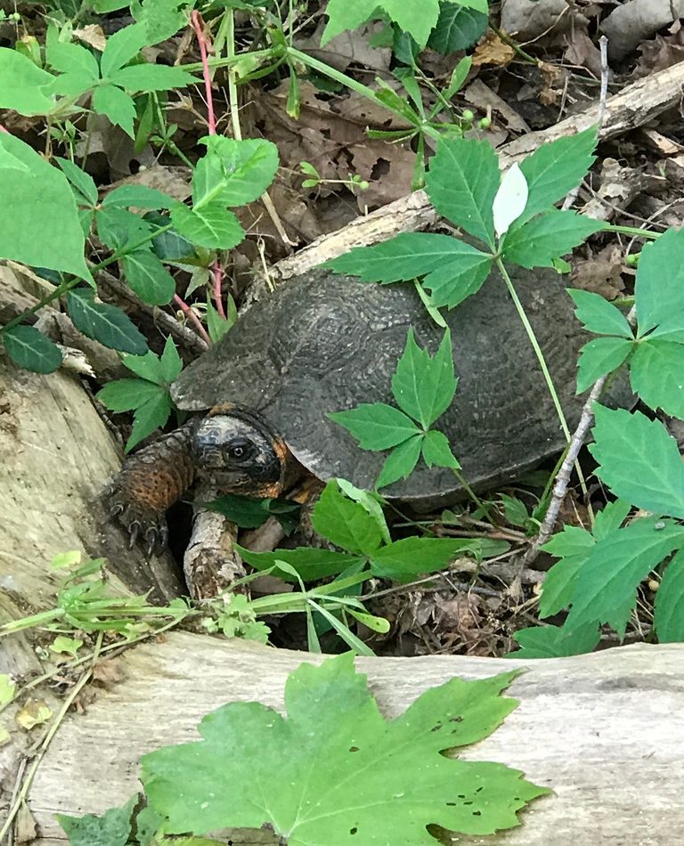 Wood Turtle reference