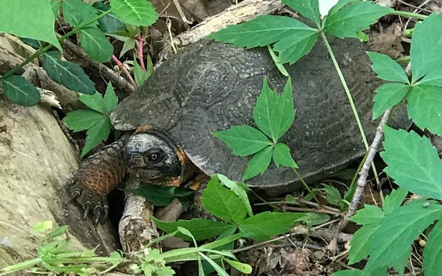 Wood Turtle reference