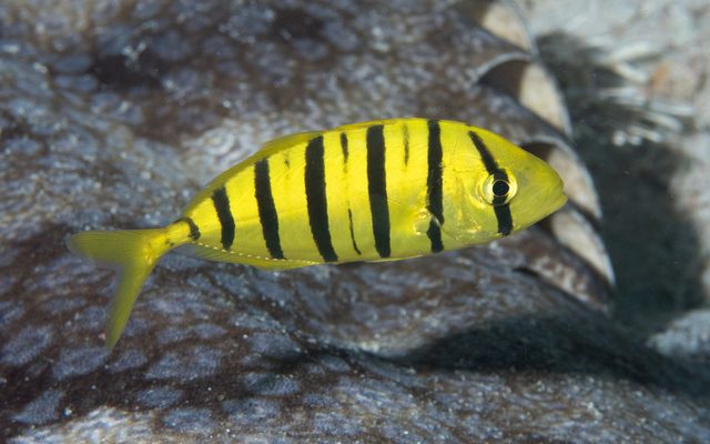 Golden Trevally reference