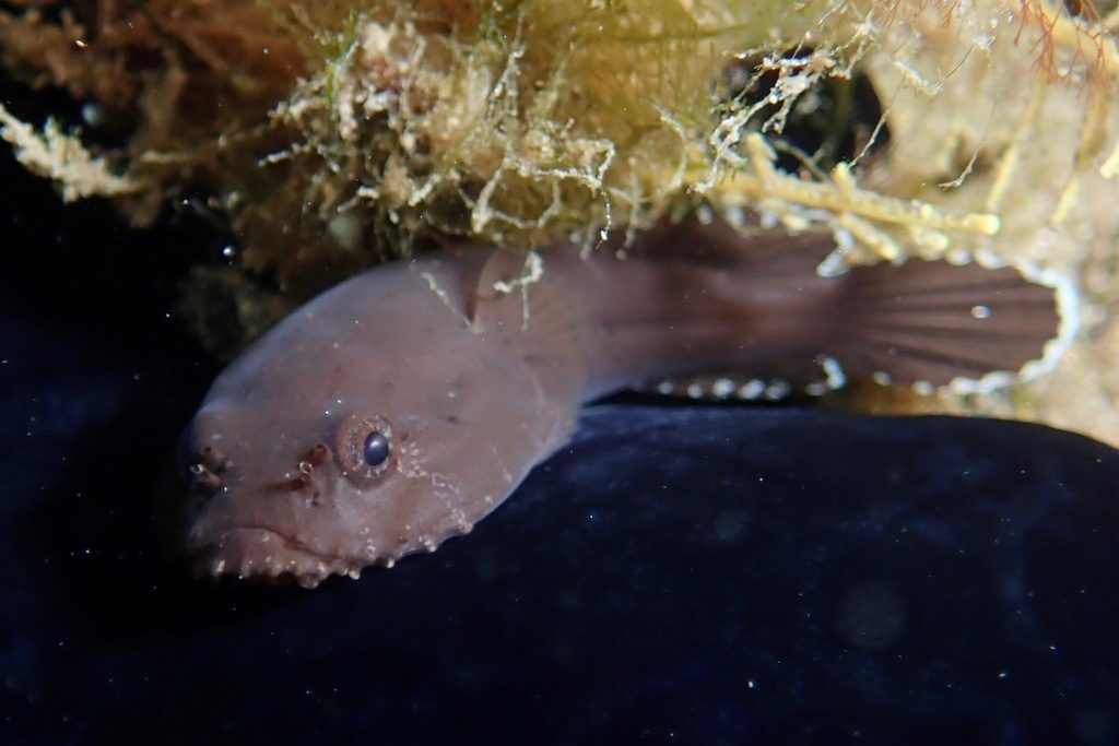Skilletfish reference
