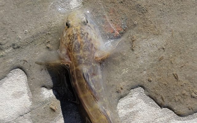 Naked Goby reference