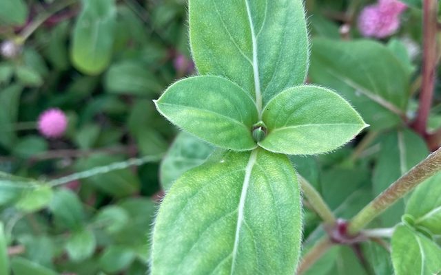 Globe Amaranth reference