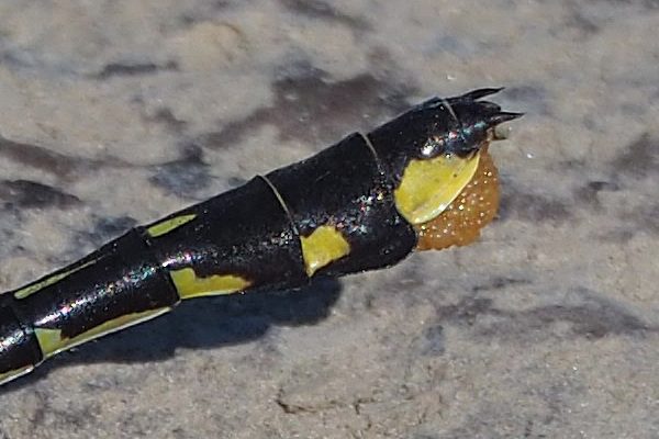 Cobra Clubtail reference