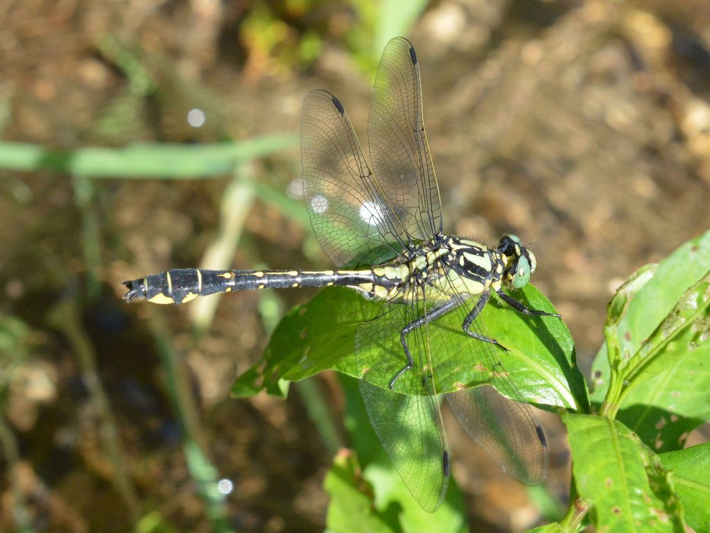 Common Clubtail reference