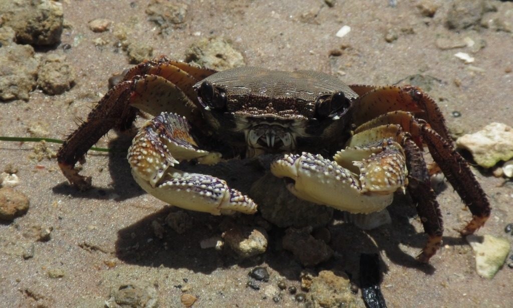 Purple Mangrove Crab reference