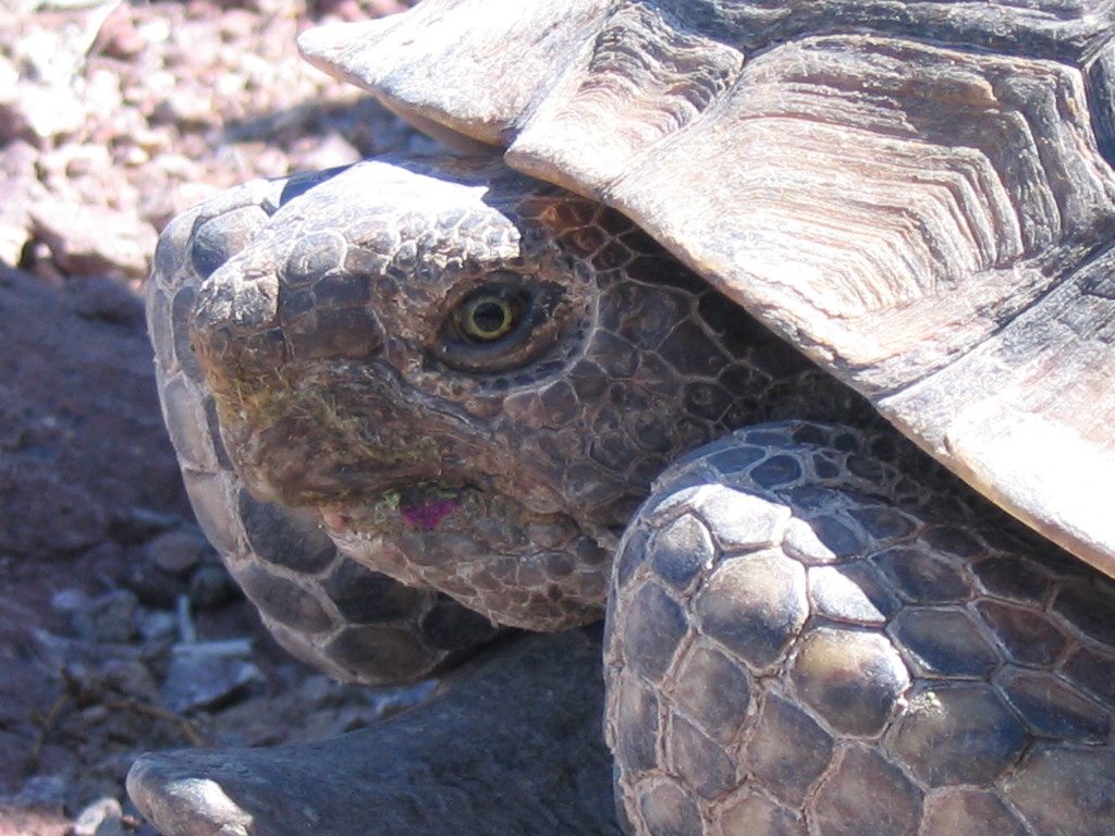 Desert Tortoise reference