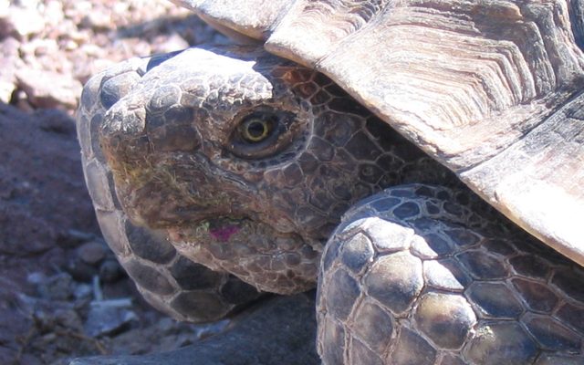 Desert Tortoise reference