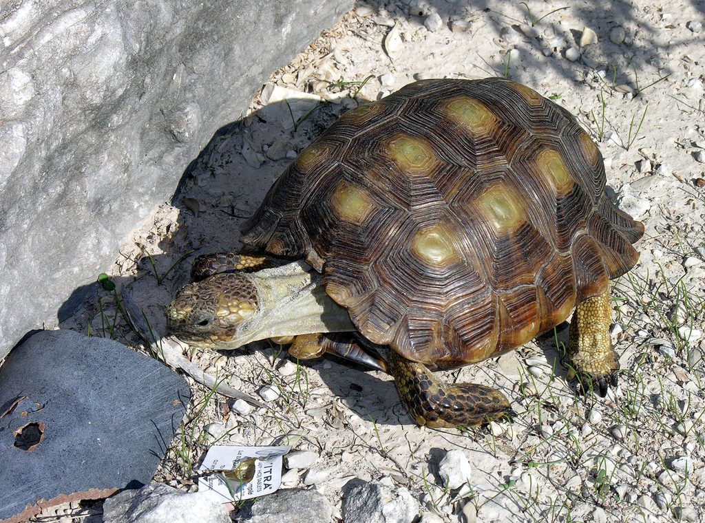Texas Tortoise reference
