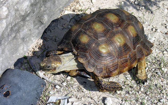 Texas Tortoise reference