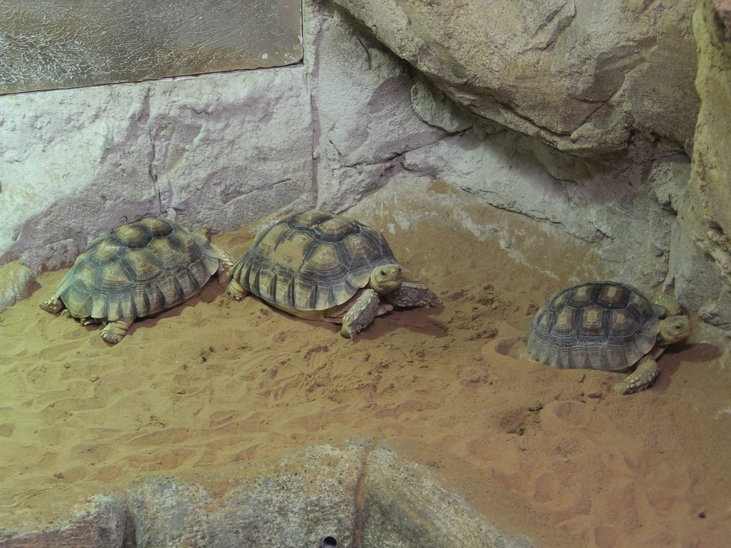 Sonoran Desert Tortoise reference