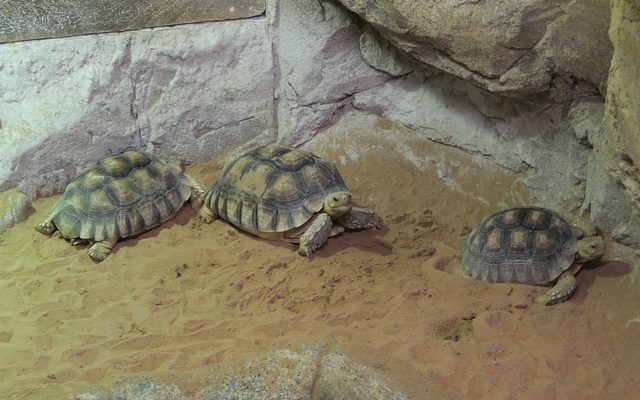 Sonoran Desert Tortoise reference