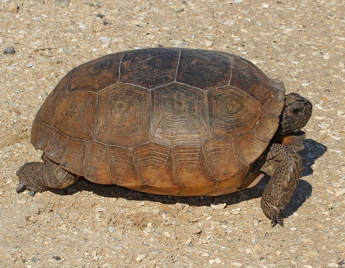 Gopher Tortoise reference