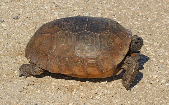 Gopher Tortoise reference