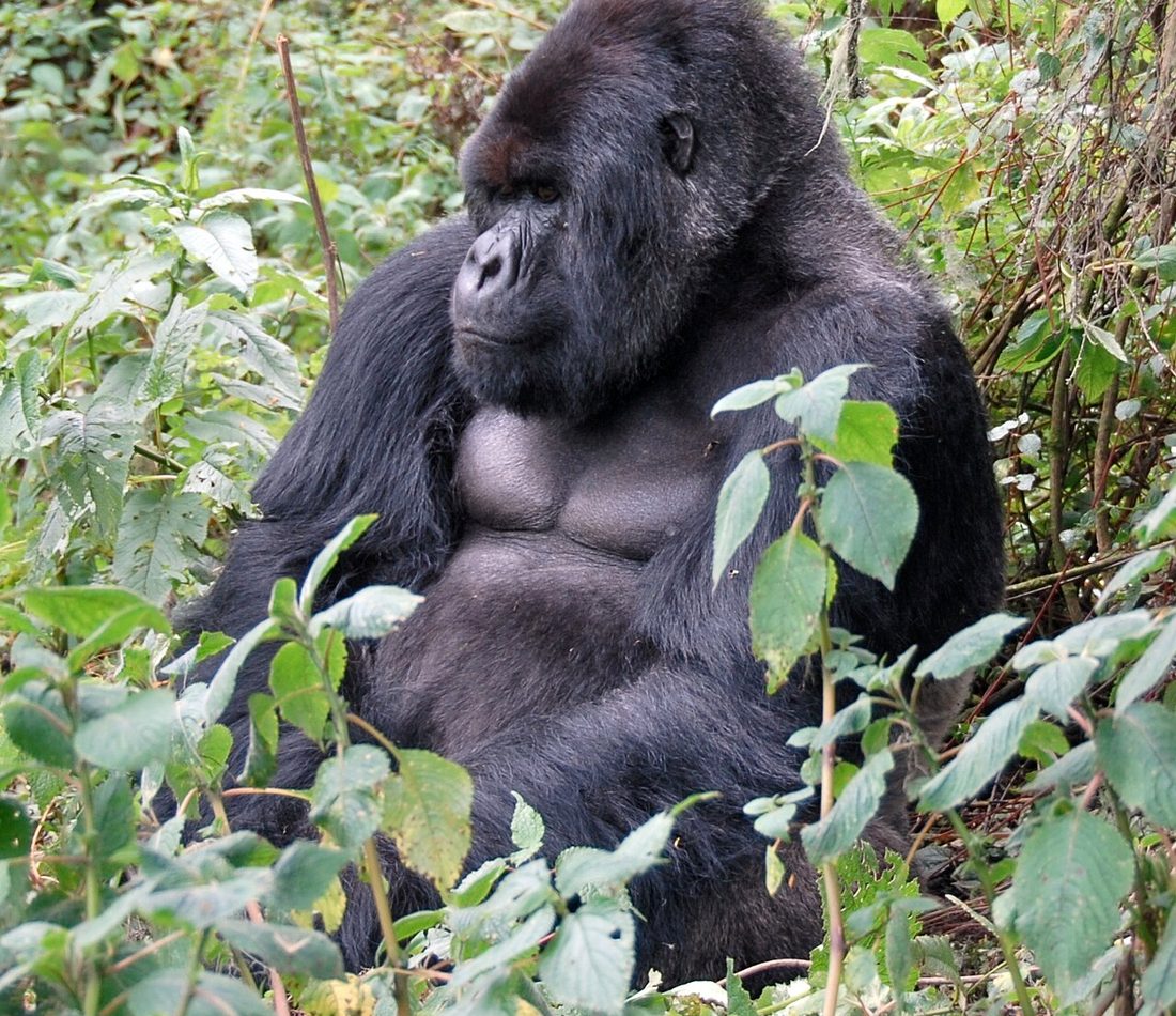 Mountain Gorilla reference