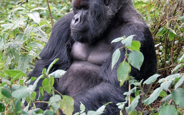 Mountain Gorilla reference