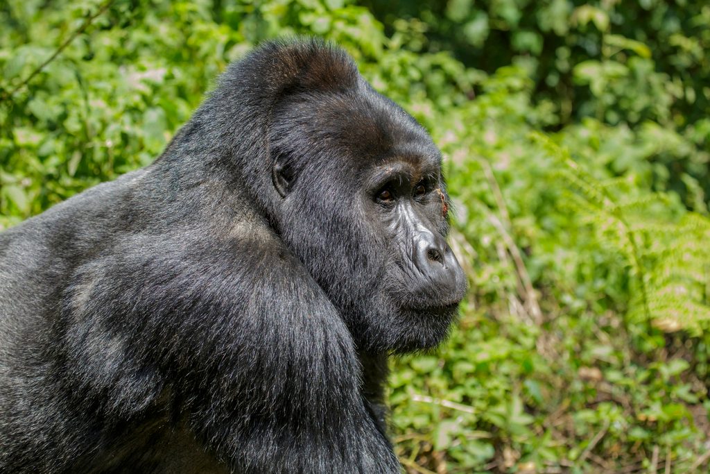 Mountain Gorilla reference