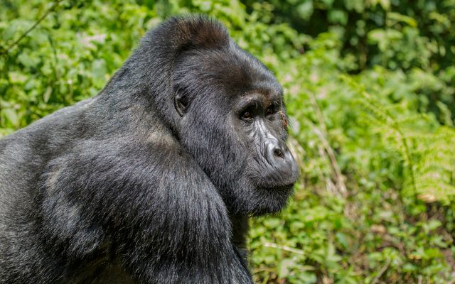 Eastern Gorilla reference