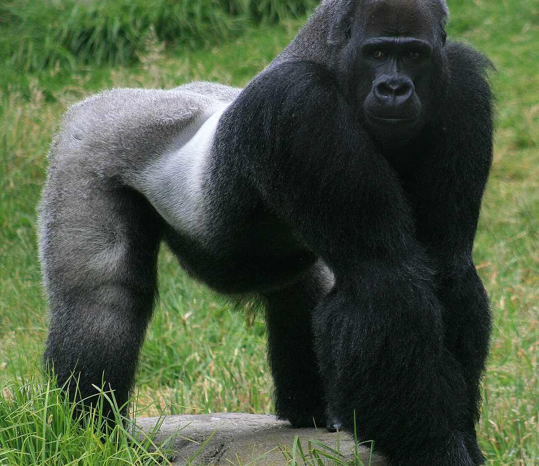 Gorilla gorilla reference