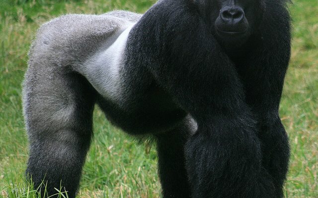 Western Gorilla reference