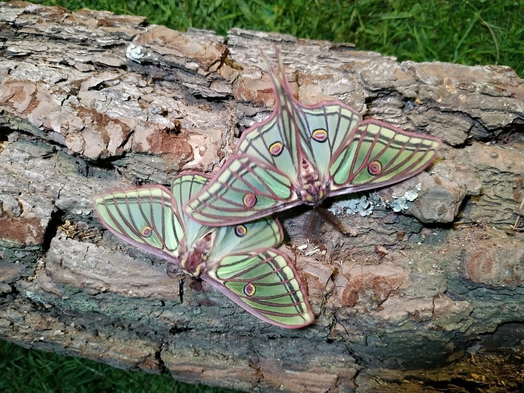 Spanish Moon Moth reference