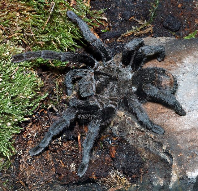 Brazilian Black Tarantula reference