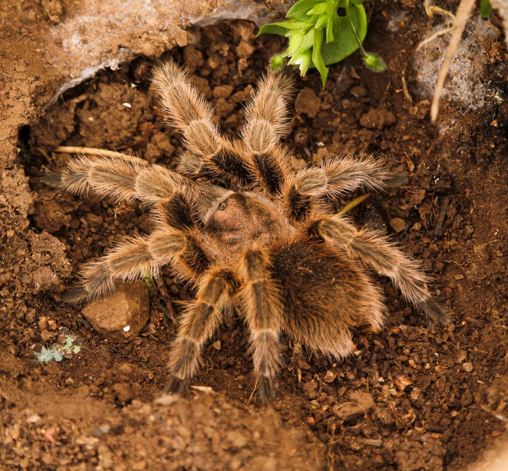 Chilean Rose reference