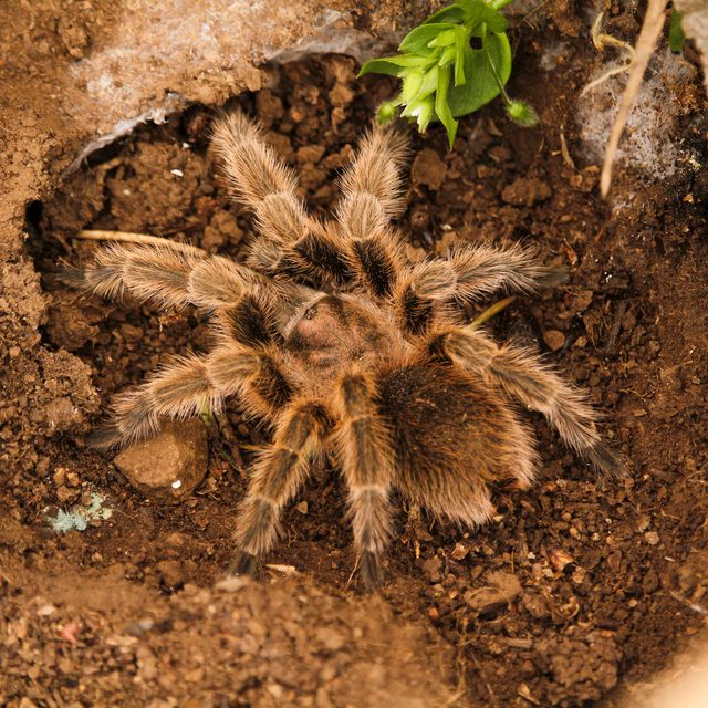 Chilean Rose Hair reference