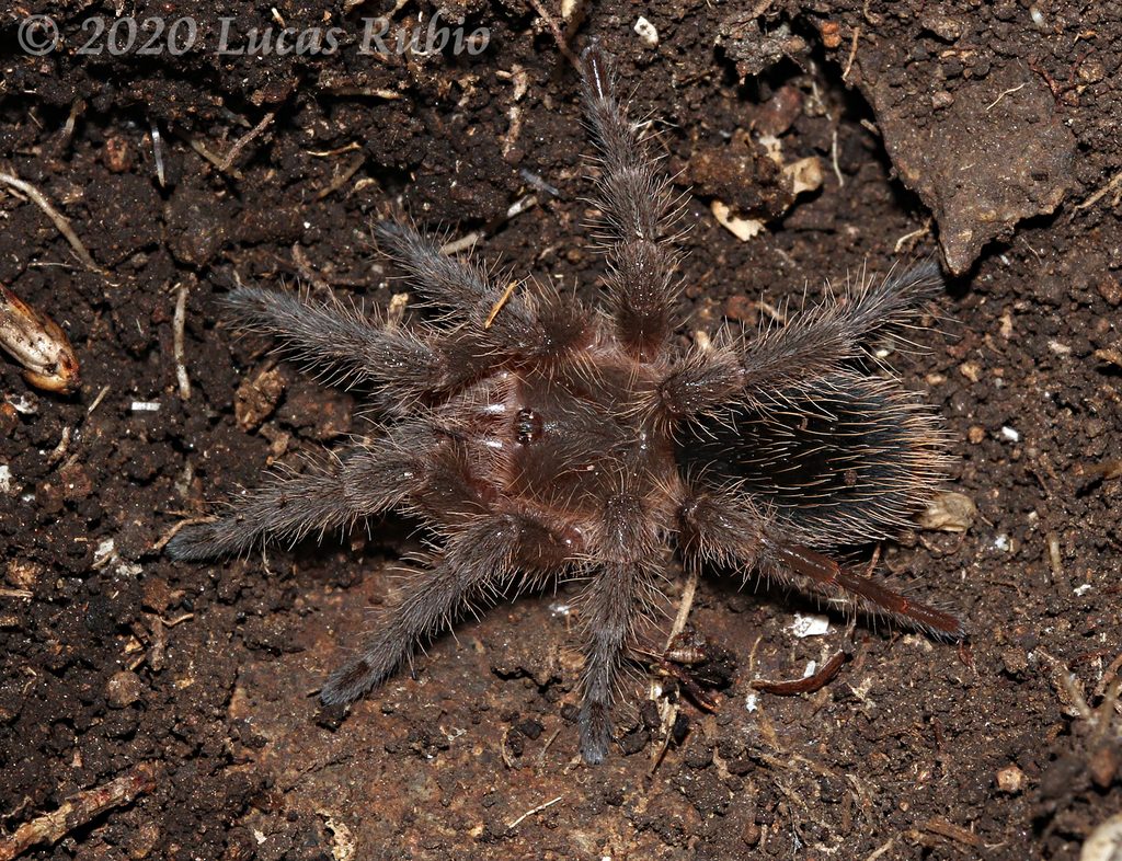 Pampean Redhead Tarantula reference