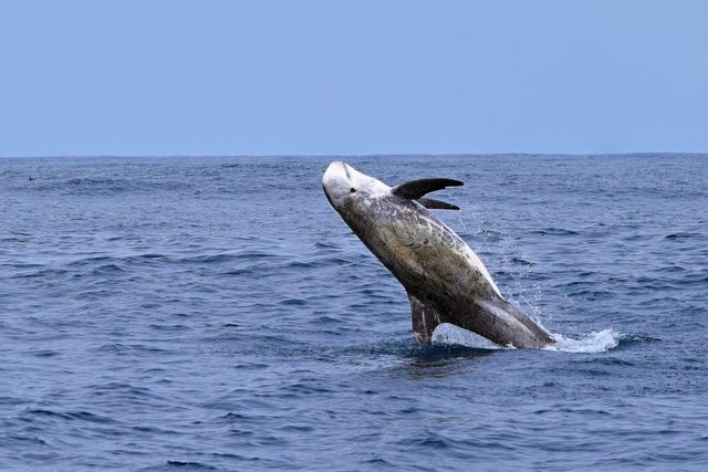 Risso's Dolphin reference