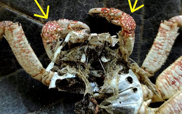Mottled Light Crab reference