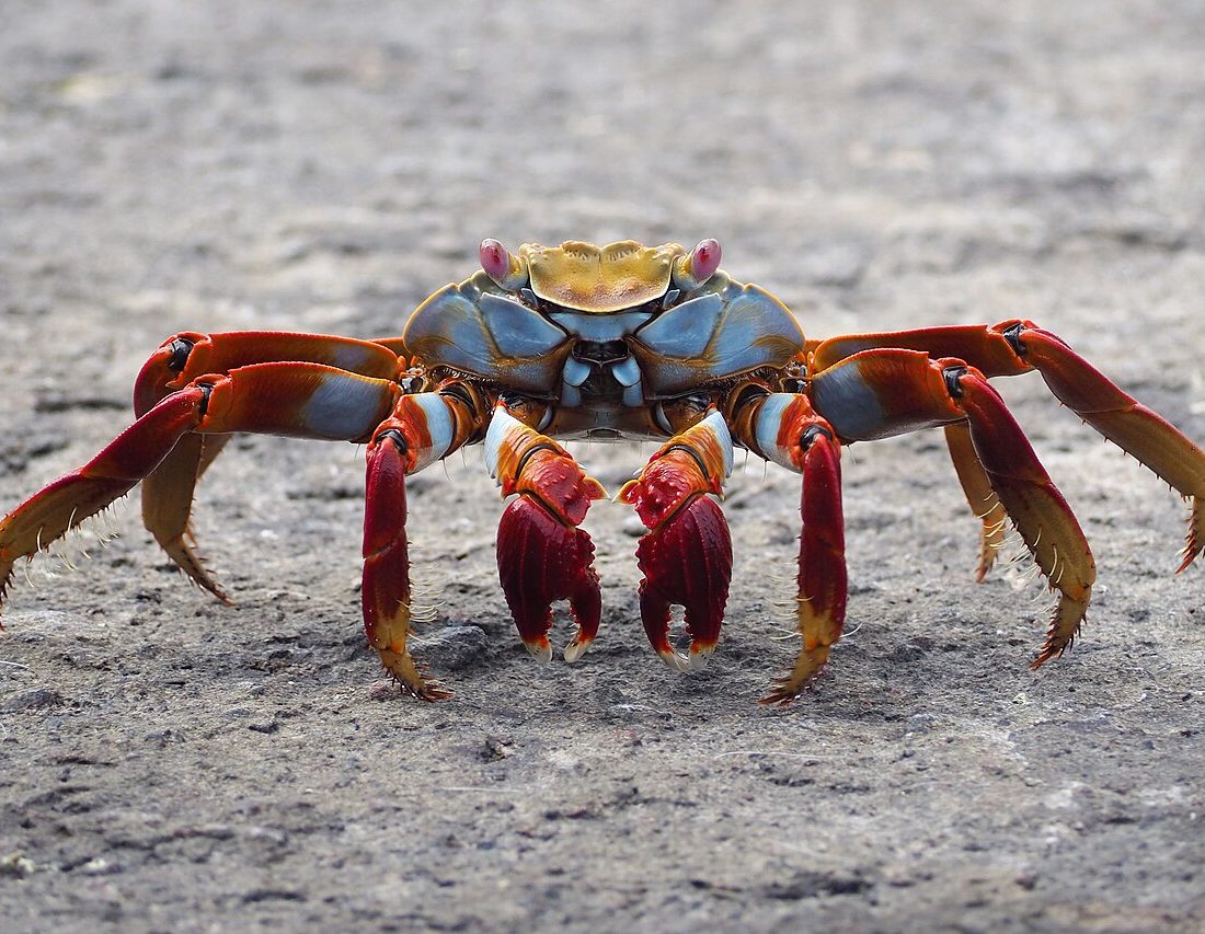 Sally Lightfoot Crab reference
