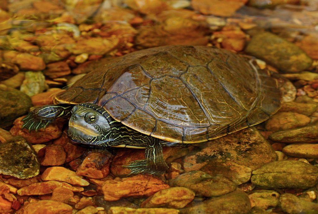 Northern Map Turtle reference