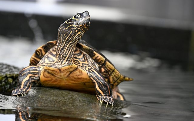 False Map Turtle reference