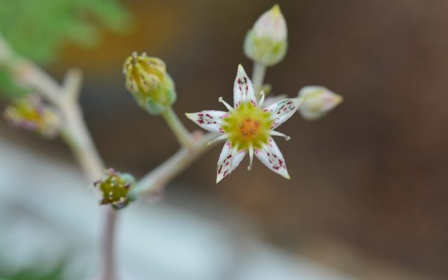 Ghost Plant reference