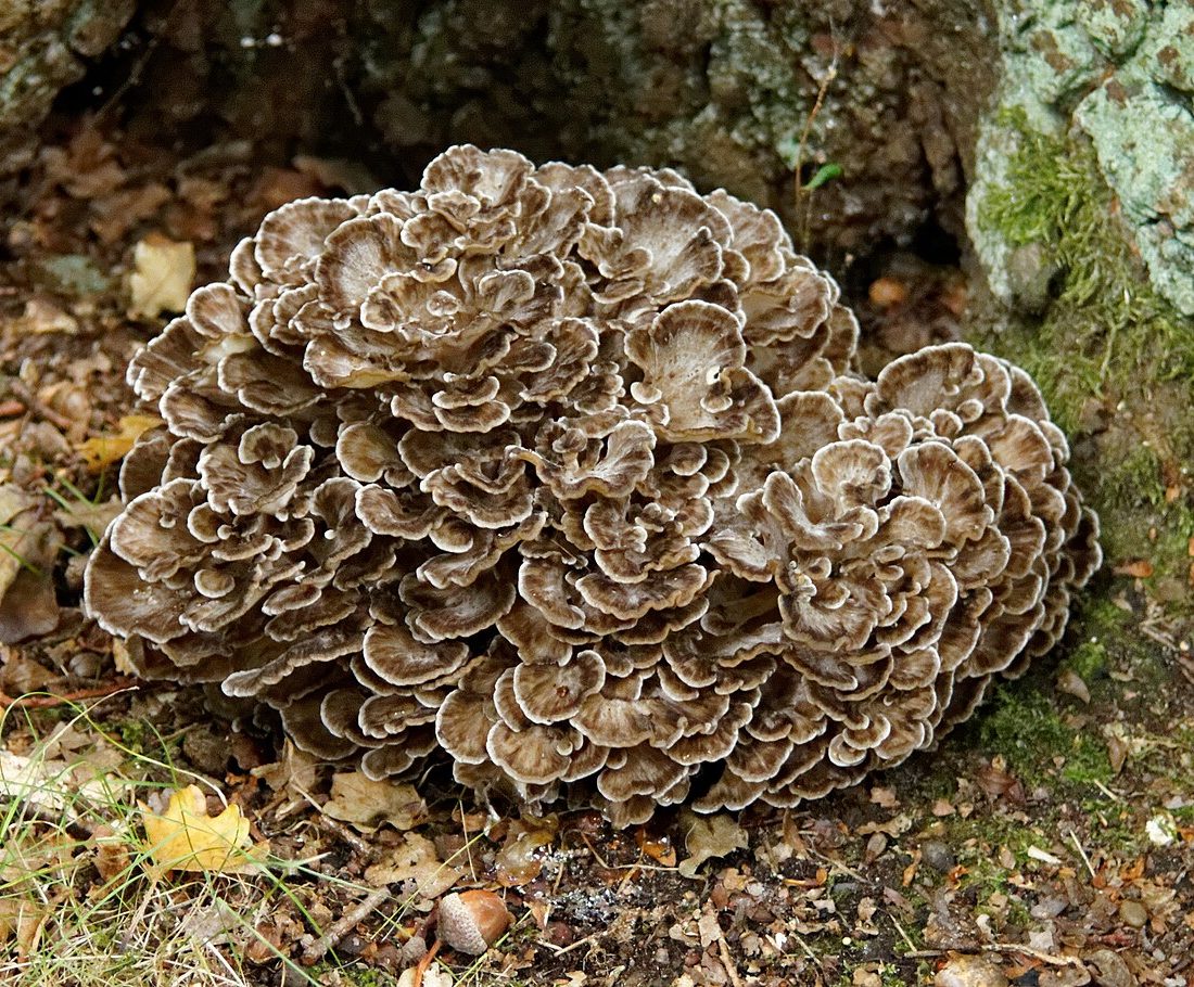 Hen of the Woods reference